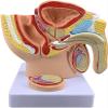1:2 Male Pelvis with Prostate Model - Median Sagittal Section Anatomy Model of Genitourinary System for Medical Study & Teaching view 1