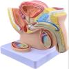 1:2 Male Pelvis with Prostate Model - Median Sagittal Section Anatomy Model of Genitourinary System for Medical Study & Teaching view 2