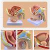 1:2 Male Pelvis with Prostate Model - Median Sagittal Section Anatomy Model of Genitourinary System for Medical Study & Teaching view 3