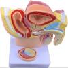 1:2 Male Pelvis with Prostate Model - Median Sagittal Section Anatomy Model of Genitourinary System for Medical Study & Teaching view 4