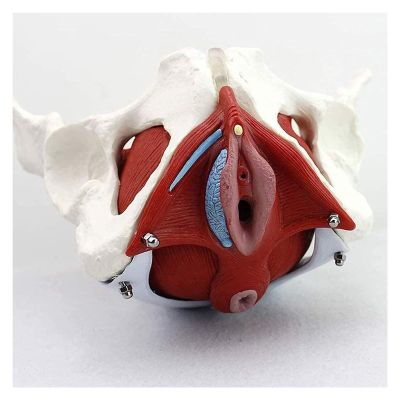 3D Female Pelvic Anatomy Model with Removable Organs - Pelvic Floor Muscles & Reproductive Organs for Classrooms & Doctor's Offices