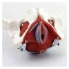 3D Female Pelvic Anatomy Model with Removable Organs - Pelvic Floor Muscles & Reproductive Organs for Classrooms & Doctor's Offices view 1