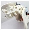 3D Female Pelvic Anatomy Model with Removable Organs - Pelvic Floor Muscles & Reproductive Organs for Classrooms & Doctor's Offices view 4