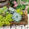 100 Pcs mini Resin Mushroom for Crafts Dollhouse Tiny Resin Animals Mushroom Decorations Tiny Things for Dollhouse Fairy Garden Micro Landscaping Decoration view 4