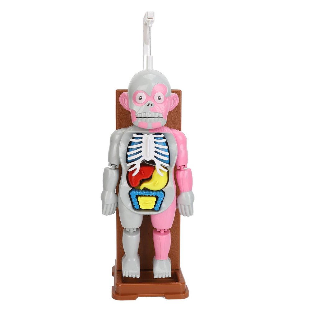 BTSEURY Human Body Anatomy Toy, Educational Interactive Model with Spooky Sound and Shaking Effects, for Kids Aged 6 Years and Up