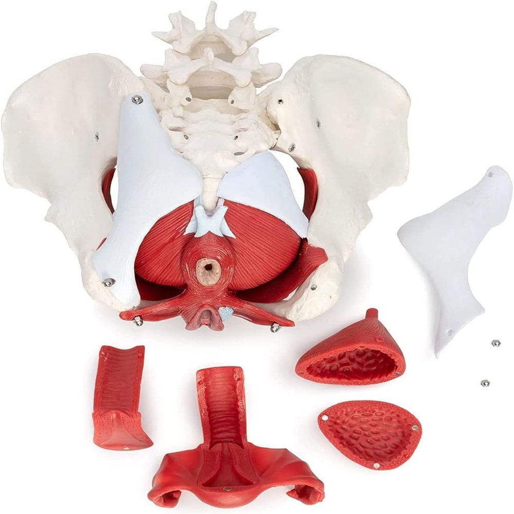 1:1 Life Size Female Pelvis Skeleton Model, 7 Parts Medical Anatomical Pelvis Model for Anatomy Study, Professional Human Skeleton Anatomical Model