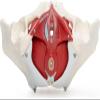 1:1 Life Size Female Pelvis Skeleton Model, 7 Parts Medical Anatomical Pelvis Model for Anatomy Study, Professional Human Skeleton Anatomical Model view 2