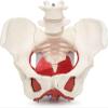 1:1 Life Size Female Pelvis Skeleton Model, 7 Parts Medical Anatomical Pelvis Model for Anatomy Study, Professional Human Skeleton Anatomical Model view 3