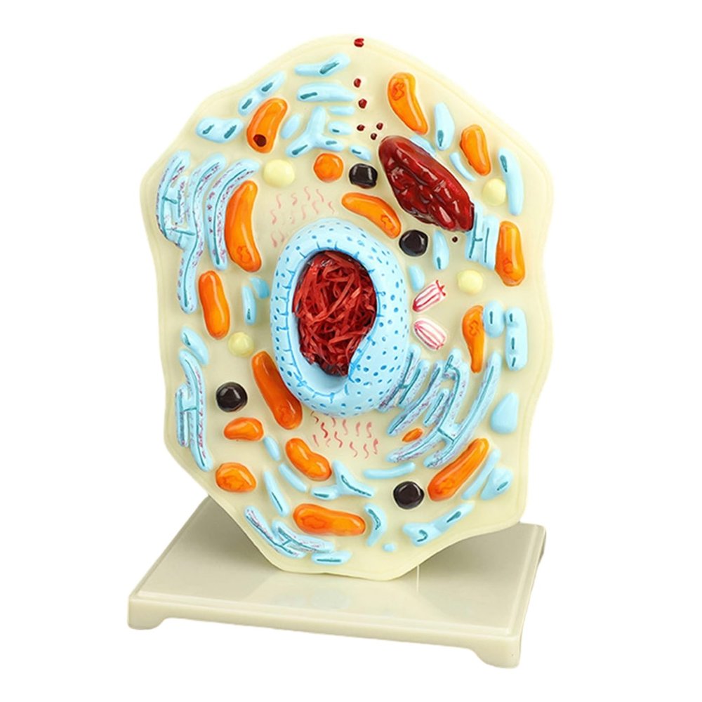 2 Portable Cell Model Science with Endoplasmic Reticulum Lysosomes Educational Lab Demonstration Aid for Students for Classroom Display Study