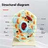 2 Portable Cell Model Science with Endoplasmic Reticulum Lysosomes Educational Lab Demonstration Aid for Students for Classroom Display Study view 2
