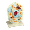 2 Portable Cell Model Science with Endoplasmic Reticulum Lysosomes Educational Lab Demonstration Aid for Students for Classroom Display Study view 3