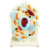 2 Portable Cell Model Science with Endoplasmic Reticulum Lysosomes Educational Lab Demonstration Aid for Students for Classroom Display Study view 4