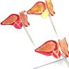 1:1 Life Size Human Prostate Anatomical Model | Normal & Pathological Prostate Model for Medical Education & Demonstration view 2
