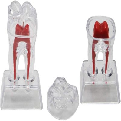 2-Piece Dental Teeth Model Set | Removable Anatomy Model for Dental Education, Teaching & Medical Study
