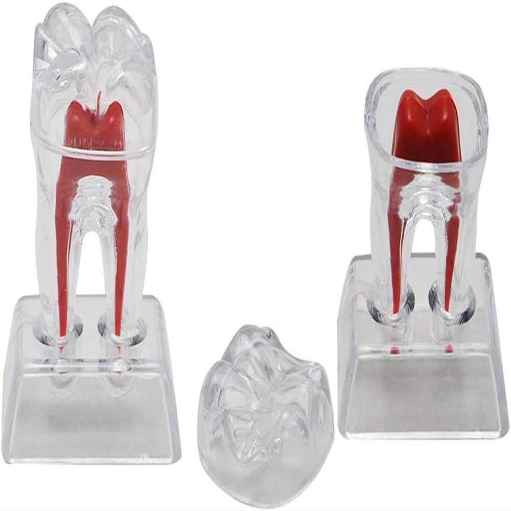 2-Piece Dental Teeth Model Set | Removable Anatomy Model for Dental Education, Teaching & Medical Study