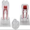 2-Piece Dental Teeth Model Set | Removable Anatomy Model for Dental Education, Teaching & Medical Study view 1