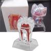 2-Piece Dental Teeth Model Set | Removable Anatomy Model for Dental Education, Teaching & Medical Study view 2
