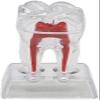 2-Piece Dental Teeth Model Set | Removable Anatomy Model for Dental Education, Teaching & Medical Study view 3