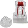 2-Piece Dental Teeth Model Set | Removable Anatomy Model for Dental Education, Teaching & Medical Study view 4