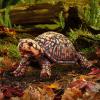 Folkmanis Box Turtle Hand Puppet view 2