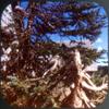 3D images by 3Dstereo Mount Rainier National Park - Compatible to View-Master - 3 Reel Set on Card - NEW view 3