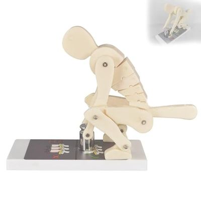 Lifting Model, Human Weightlifting & Spine Force Demonstration Model with Base, Interactive Lumbar Spine Trainer for Body Posture Education