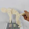 Lifting Model, Human Weightlifting & Spine Force Demonstration Model with Base, Interactive Lumbar Spine Trainer for Body Posture Education view 2