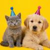 10PCS Glitter Mini Party Hats for Stuffed Animals, Colorful Mini Party Hats with Sequins and Pom-poms, Multicolor Sequins Cone Hat, Adjustable Birthday Hat for Dog, Cat, Doll, Rabbit, Puppy and Kitten view 4