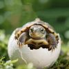4 - Turtle Hatching Kit, Perfect for Home Use view 1