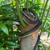 Xoeryoy Snake Prank with String Clip Plastic Realistic Snake Prank Funny Toy Reusable on a String for Adults Kids Family that Chase People Grey view 2