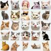 100Pcs Funny Cat Stickers, Cute Meme Cat Sticker Pack, Pet Material Decorative Stickers for Journals, Desks, Notebooks, DIY Crafts, and Daily Use view 1