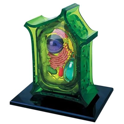 4d Plant Cell Anatomy Model, Removerable Biology Teaching Models with 26 Parts, Organ