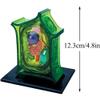 4d Plant Cell Anatomy Model, Removerable Biology Teaching Models with 26 Parts, Organ view 2