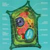 4d Plant Cell Anatomy Model, Removerable Biology Teaching Models with 26 Parts, Organ view 3