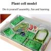 4d Plant Cell Anatomy Model, Removerable Biology Teaching Models with 26 Parts, Organ view 4