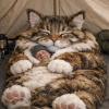 Giant Fluffy Cat Sleeping Bag for Adults - Soft Plush Cat Shaped Sleeping Bag for Human, Cozy & Warm Envelope Style Blanket Animal Shaped Sleep Bags for Home Camping Travel D view 2