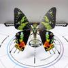 3D Metal Steampunk Butterfly Model Kit, 100+ PCS Mechanical Insect DIY Assembly Kit with Magnetic Floating Display, STEM Engineering Desk Decor Collectible for Enthusiasts (100PCS+/Sunset Butterfly) view 2