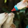 26Pcs Goat Nipple Soft Rubber Replacement Nursing Lambs Milk Bottle Feeding Silicone Pacifier Sheep Supplies view 2