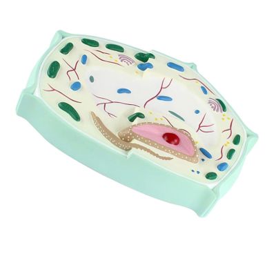3D Enlarged Plant Cell Anatomy Model, Botanical Cell Structure Model with Cell Wall, Vacuole & Chloroplast, Professional Biology Teaching Aid for School Lab & Science Classroom