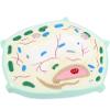 3D Enlarged Plant Cell Anatomy Model, Botanical Cell Structure Model with Cell Wall, Vacuole & Chloroplast, Professional Biology Teaching Aid for School Lab & Science Classroom view 3