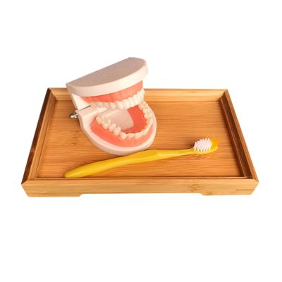 LLTCMAOYI Montessori Teeth Brushing Model with Toothbrush Toys, Practical Life Toy for Toddlers,Tooth Model with Bamboo Tray