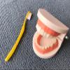 LLTCMAOYI Montessori Teeth Brushing Model with Toothbrush Toys, Practical Life Toy for Toddlers,Tooth Model with Bamboo Tray view 2