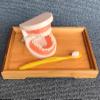 LLTCMAOYI Montessori Teeth Brushing Model with Toothbrush Toys, Practical Life Toy for Toddlers,Tooth Model with Bamboo Tray view 3