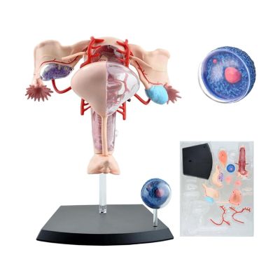 4D Human Female Reproductive Anatomy Model, Detachable Uterus & Ovary Model with 19 Pieces and Display Stand, Assemblable Design for Medical Education