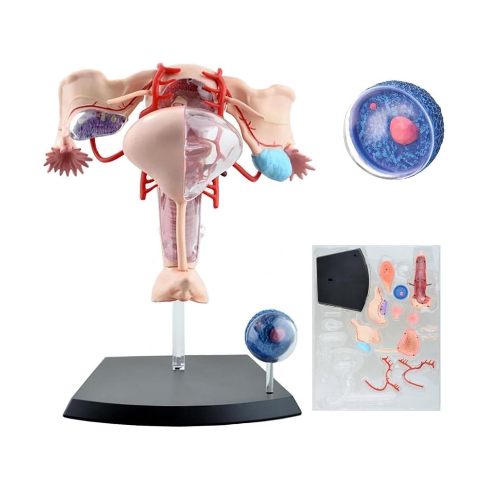 4D Human Female Reproductive Anatomy Model, Detachable Uterus & Ovary Model with 19 Pieces and Display Stand, Assemblable Design for Medical Education