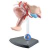 4D Human Female Reproductive Anatomy Model, Detachable Uterus & Ovary Model with 19 Pieces and Display Stand, Assemblable Design for Medical Education view 2