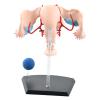 4D Human Female Reproductive Anatomy Model, Detachable Uterus & Ovary Model with 19 Pieces and Display Stand, Assemblable Design for Medical Education view 3