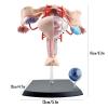 4D Human Female Reproductive Anatomy Model, Detachable Uterus & Ovary Model with 19 Pieces and Display Stand, Assemblable Design for Medical Education view 4