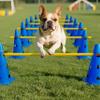Hotainoys Dog Obstacle Course Set, Puppy Play Gym, Adjustable Hurdles & Training Tools for Backyard, Blue Cones & Yellow Poles (9.06in Cones, 39.37in Poles) Dog Obstacle Course Backyard view 4