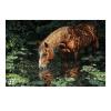 Drinking Water Horse Jigsaw Puzzle for Adults Challenging Adult 500 Pieces Wooden Puzzle Relaxing Leisure Activity Creative Home Wall Decor Gift Family Game view 1